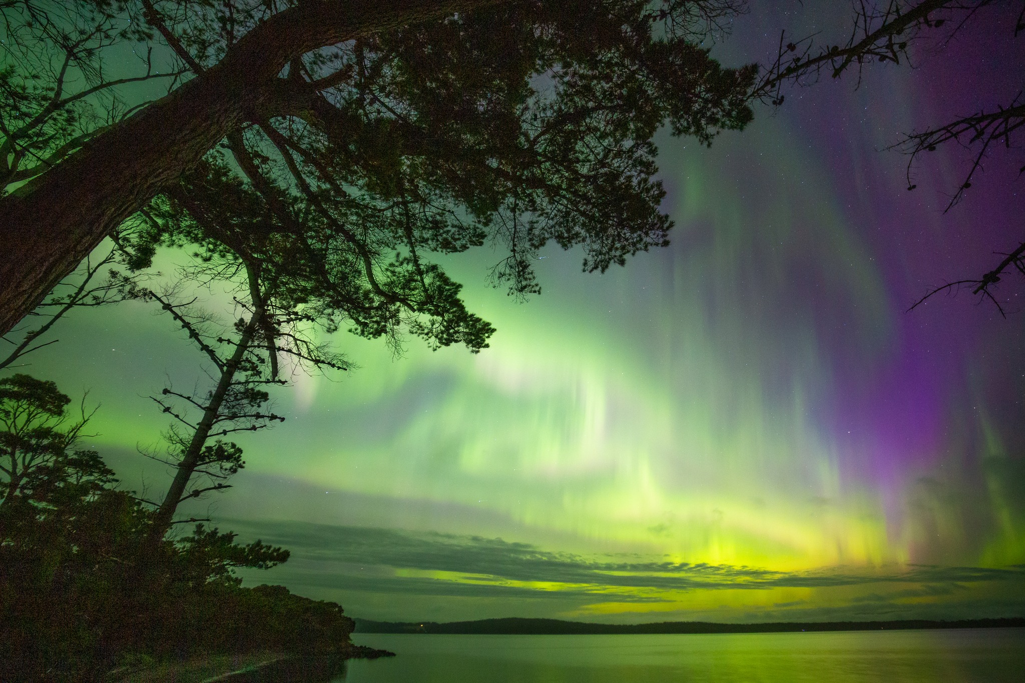 Aurora Australis Southern Lights visible through trees from luxury bushland accommodation on Bruny Island.